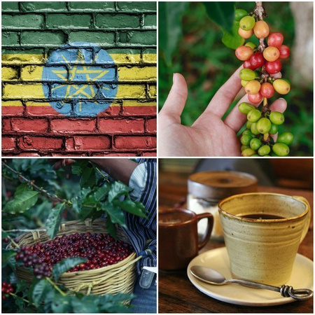 KAWA MIELONA WASHED SIDAMO GR2 ETHIOPIA KLINGON - PALENIE ŚREDNIO CIEMNE